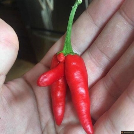 Forme du piment