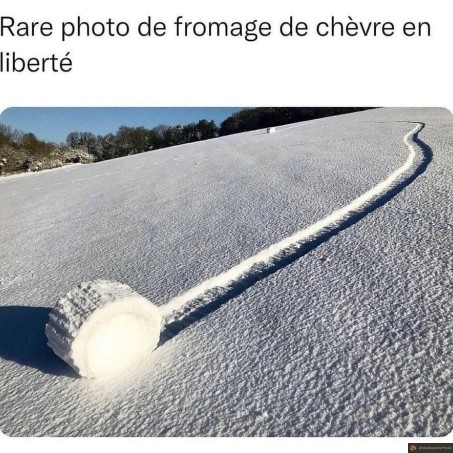 Fromage de chèvre en liberté