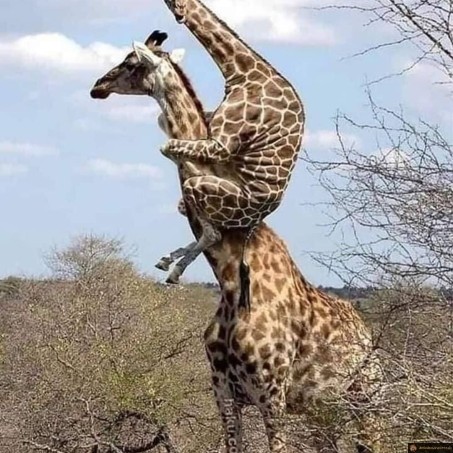 Girafe à son cou