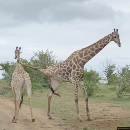 Girafe karaté