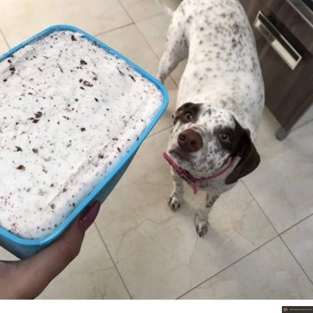 Glace dalmatien ou chien Stracciatella 