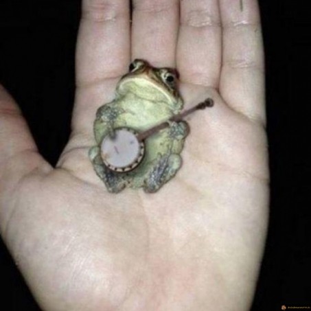 Grenouille musicienne