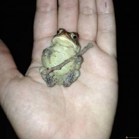 Grenouille sage