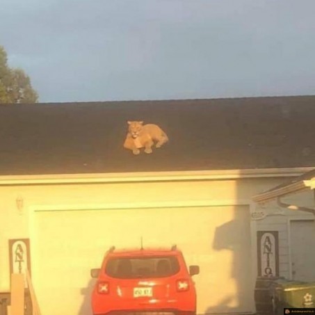 Gros chat de garde
