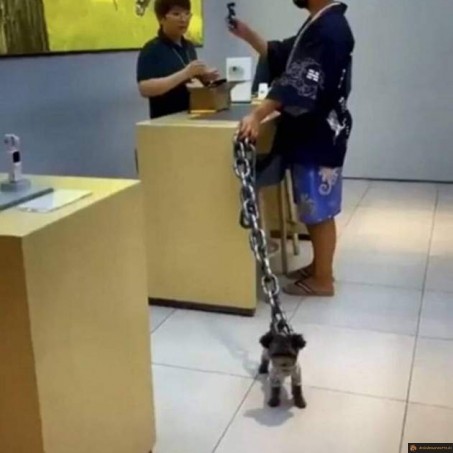 Grosse laisse, petit chien