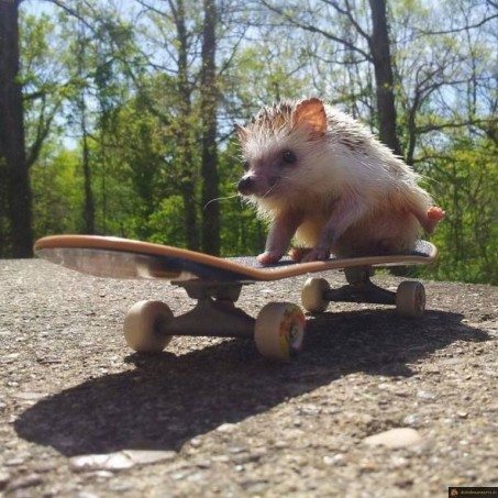 Herisson skateur