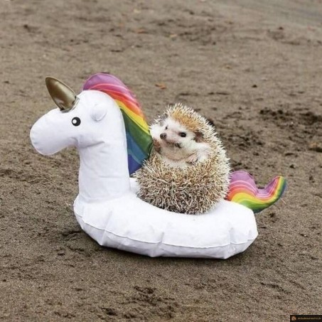 Herisson sur licorne