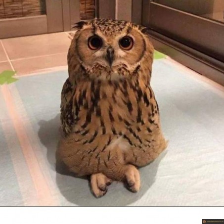 Hibou zen