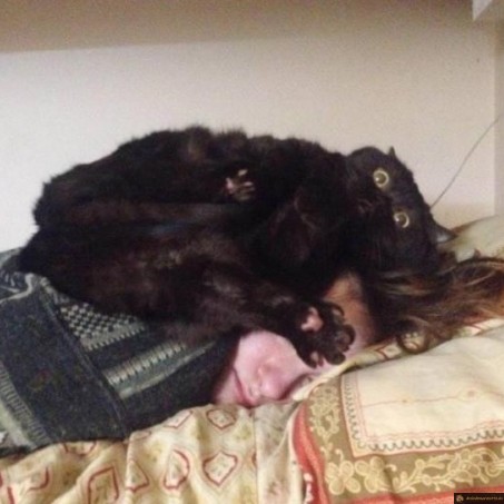 Il ferait presque peur ce chat!