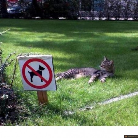 Interdit aux chiens