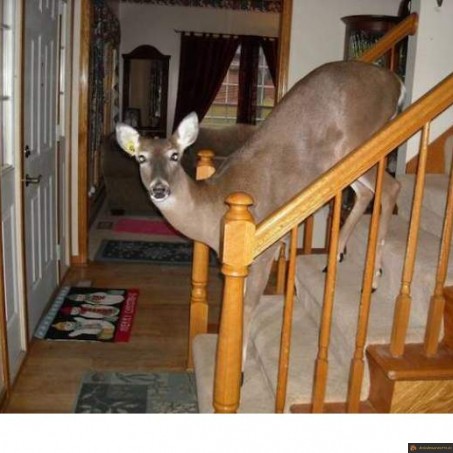 Intrus dans la maison