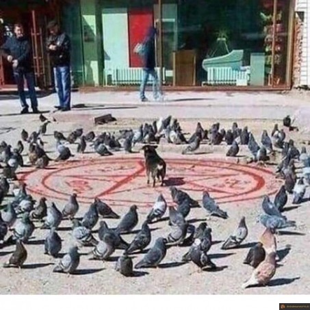 Invocation chien anti pigeon