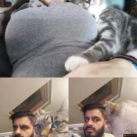 Jaloux du chat