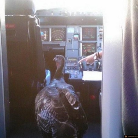 Je suis le nouveau pilote