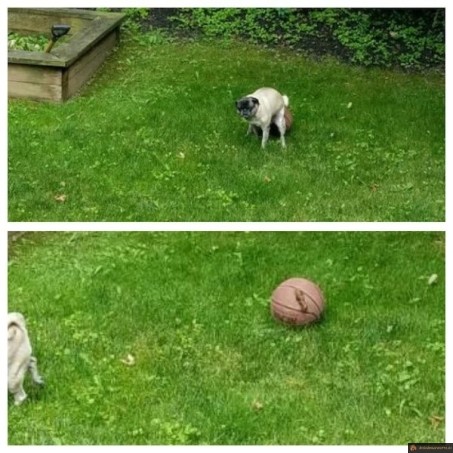 Joues pas avec le ballon après