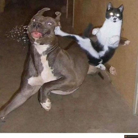 Karaté cat