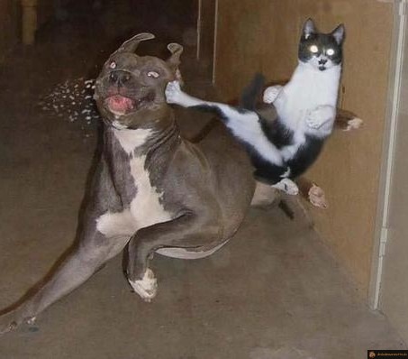 Karaté-chat