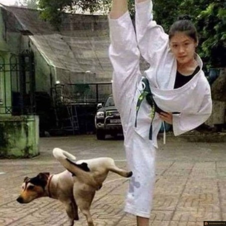 Karaté et chien