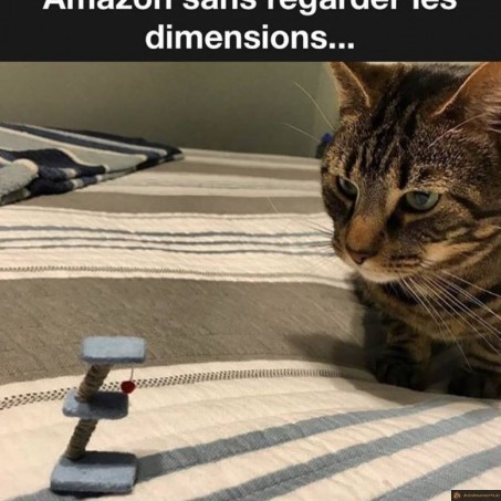 L'arbre à chat Amazon