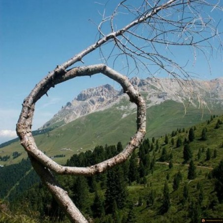 L'arbre anneau