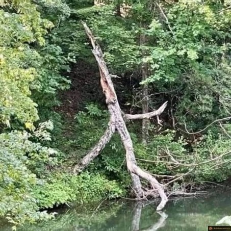 L'arbre va se baigner