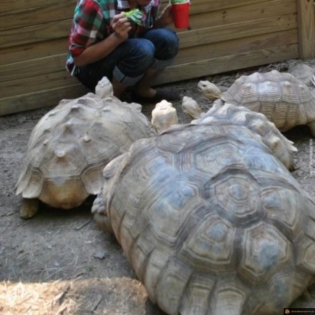 L'attaque des tortues