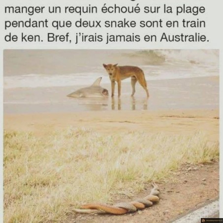 L'Australie et ses animaux