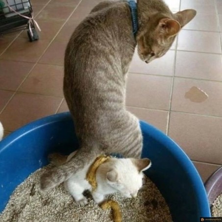 L'irrespect entre chats