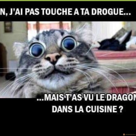 La drogue du chat