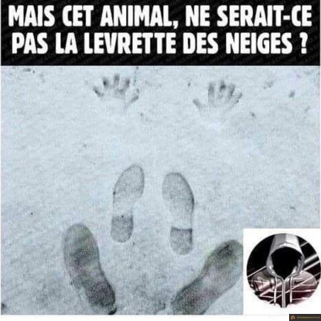 La levrette des neiges