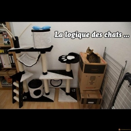 La logique des chats