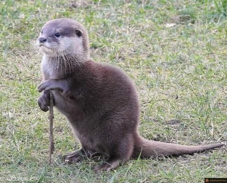 La loutre sage