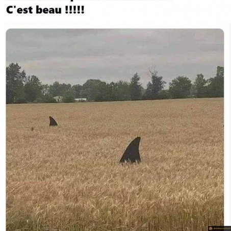 La nature reprend ses droits