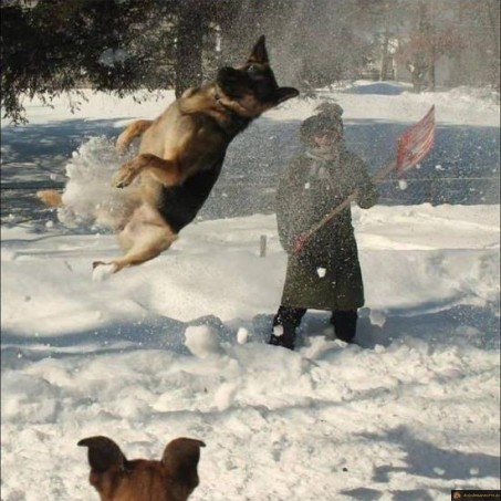 La neige et les chiens