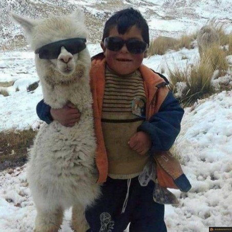 Lama cool