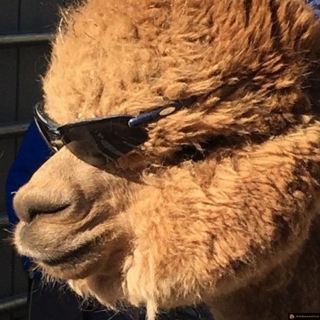 Lama en vacances