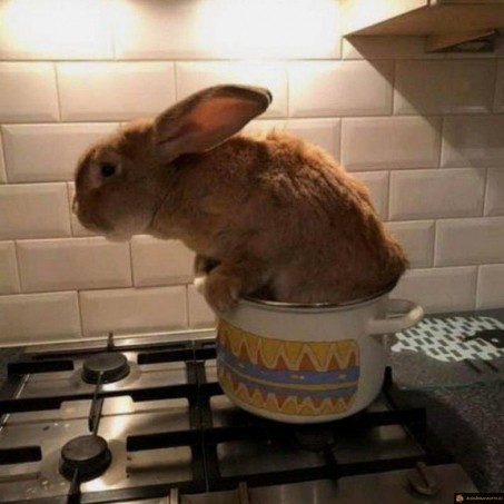 Lapin cuit à la cocotte