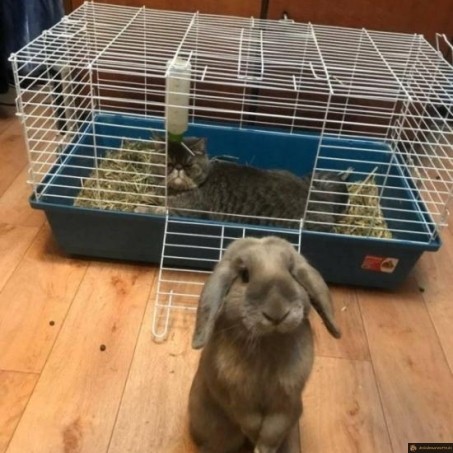 Lapin dresseur de chat