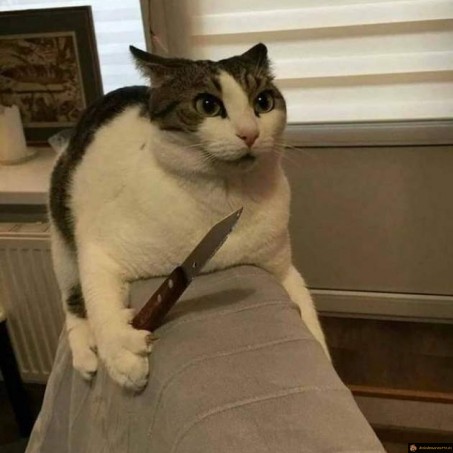 Le chat a pété un cable