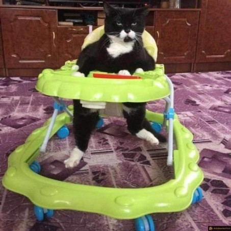 Le chat a un nouveau jouet