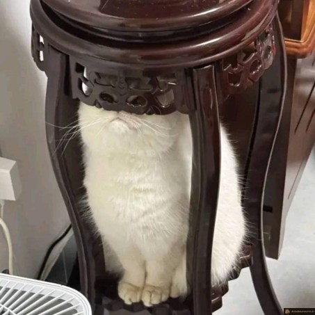 Le chat est caché