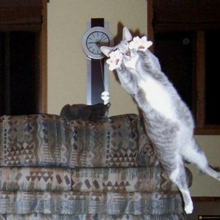 Le chat goal
