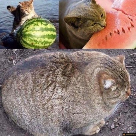 Le chat pastèque