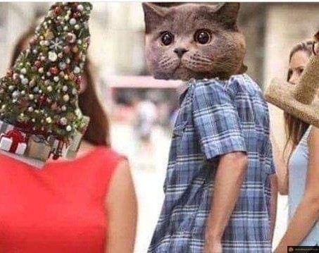 Le chat préfère le tronc ou le sapin?