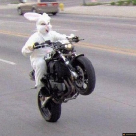 Le lapin taré