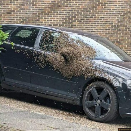 Les abeilles aiment ta voiture