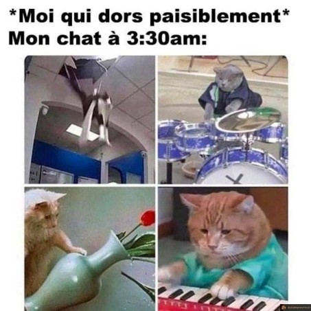 Les activités du chat la nuit