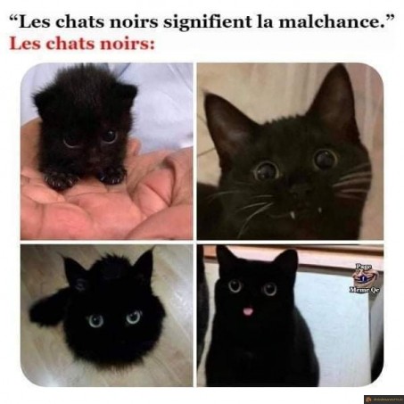 Les chats noirs