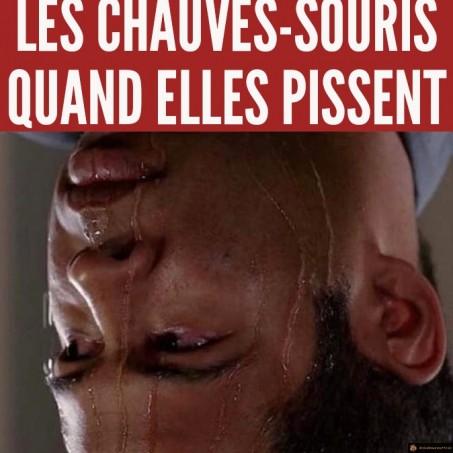 Les chauves-souris