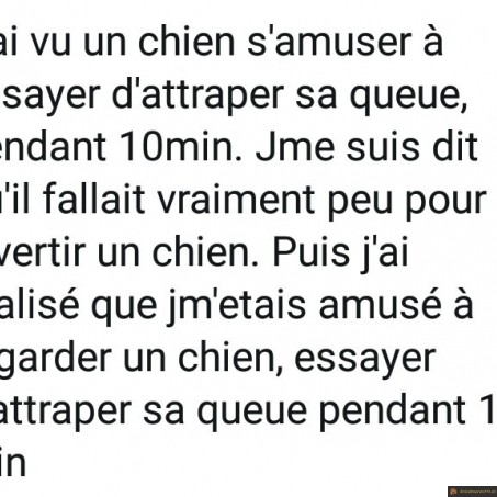 Les chiens n'ont pas besoin de beaucoup pour s'amuser
